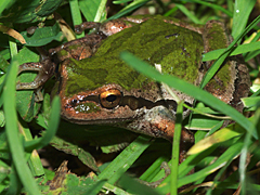 Pacific Treefrog